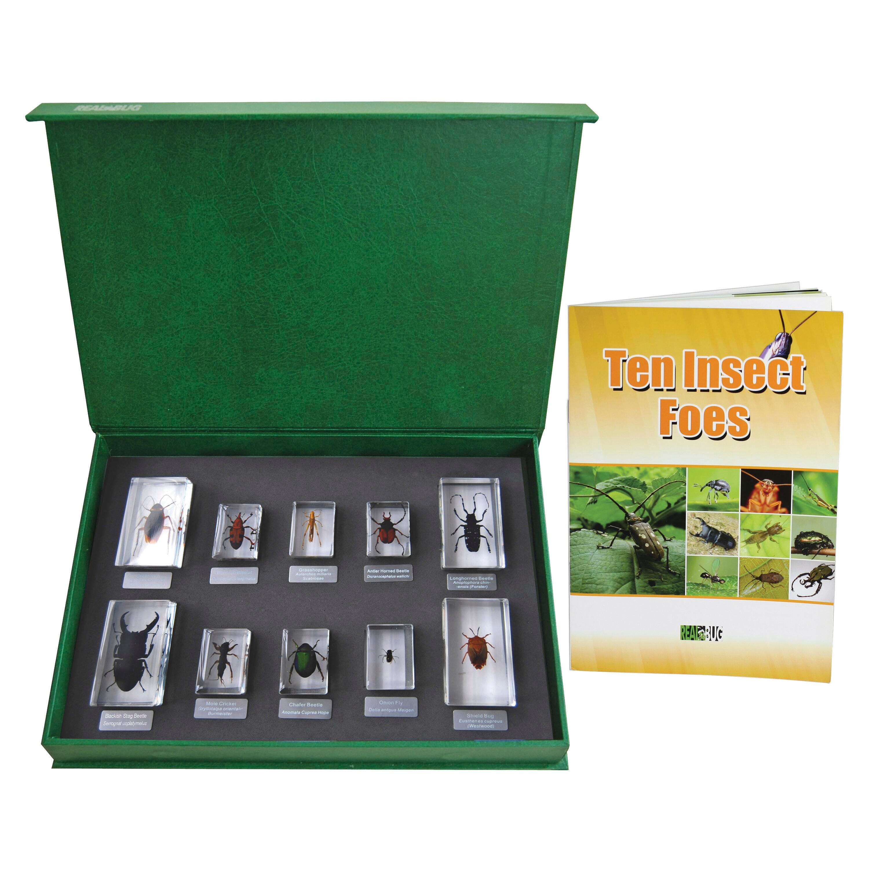 Zoology, Entomology, Item Number 1502393