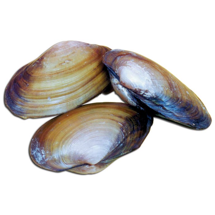 Frey Scientific Choice Preserved Freshwater Clams, 3 to 5 Inches, Vacuum Sealed Pack of 10