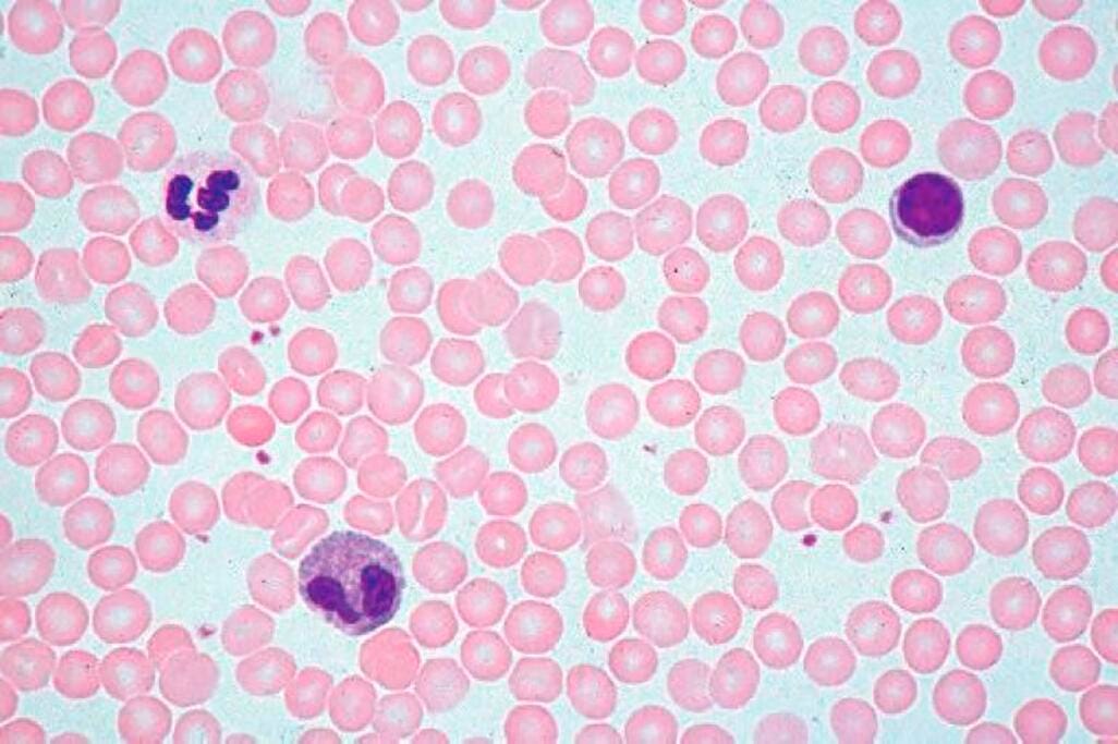 Johannes Lieder Human Histology Standard Prepared Slides, Set of 25, Item Number 581428