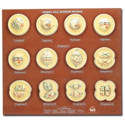 Cell Biology, Item Number 30-1395