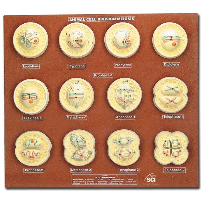 Neo/SCI Animal Cell Meiosis Models - Set of 12