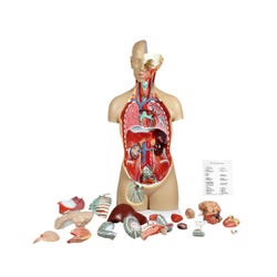 Walter Products Sexless Human Torso Model, 17 Parts