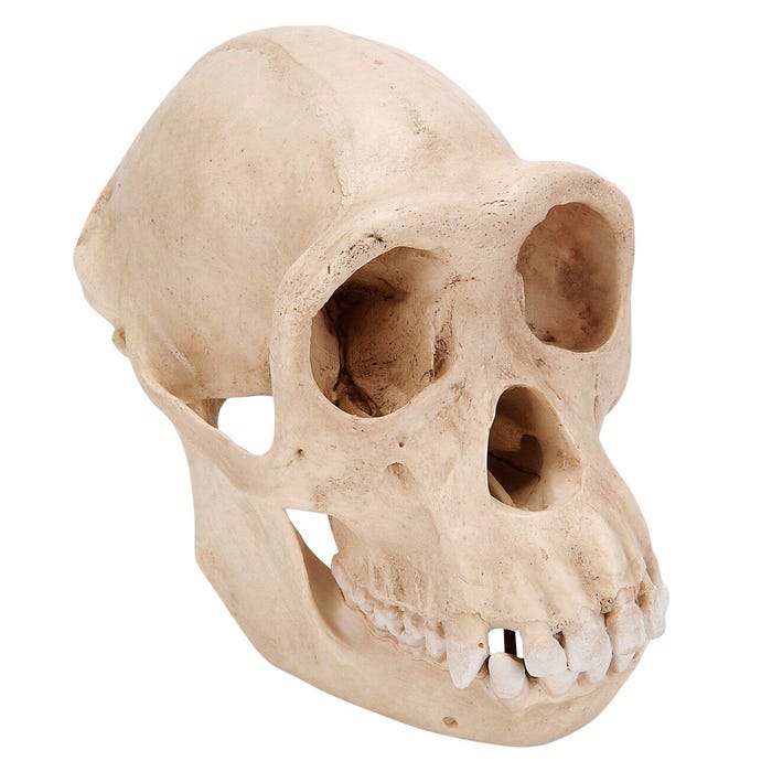 3B Scientific Chimpanzee Skull Model