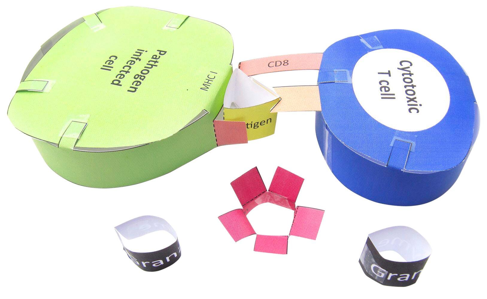 NewPath Learning Immune System 3-D Model Kit, 1 Teacher Guide and 5 Student Guides 2087409