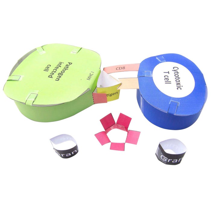 NewPath Learning Immune System 3-D Model Kit, 1 Teacher Guide and 5 Student Guides 2087409