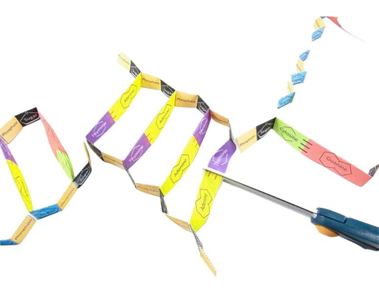Image for NewPath Learning Gene Cloning 3-D Model Making Kit from School Specialty