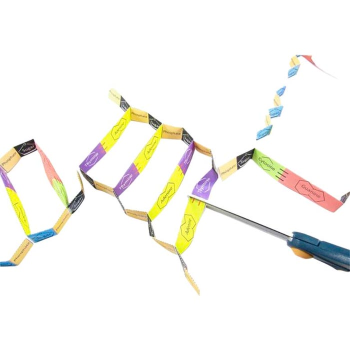 NewPath Learning Gene Cloning 3-D Model Making Kit