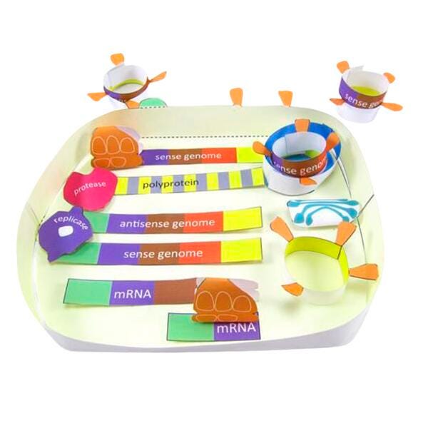 Newpath Learning Coronavirus Cycle 3-D Model Kit, 1 Teacher Guide and 5 Student Guides 2040906