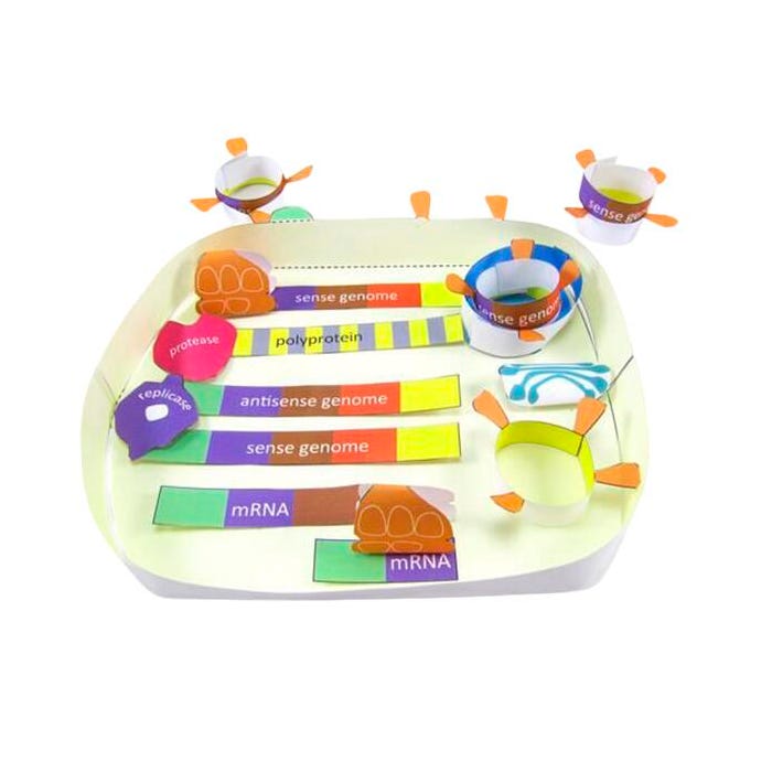 Newpath Learning Coronavirus Cycle 3-D Model Making Kit