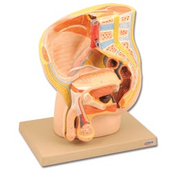 Lab and Anatomical Models, Item Number 1457413