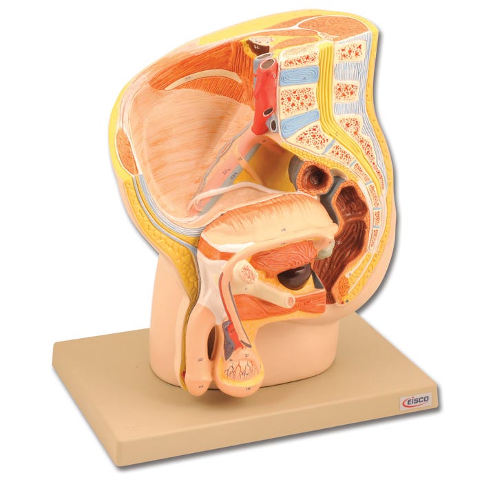 Eisco Human Pelvis Model - Median Section - Male - 2 Parts