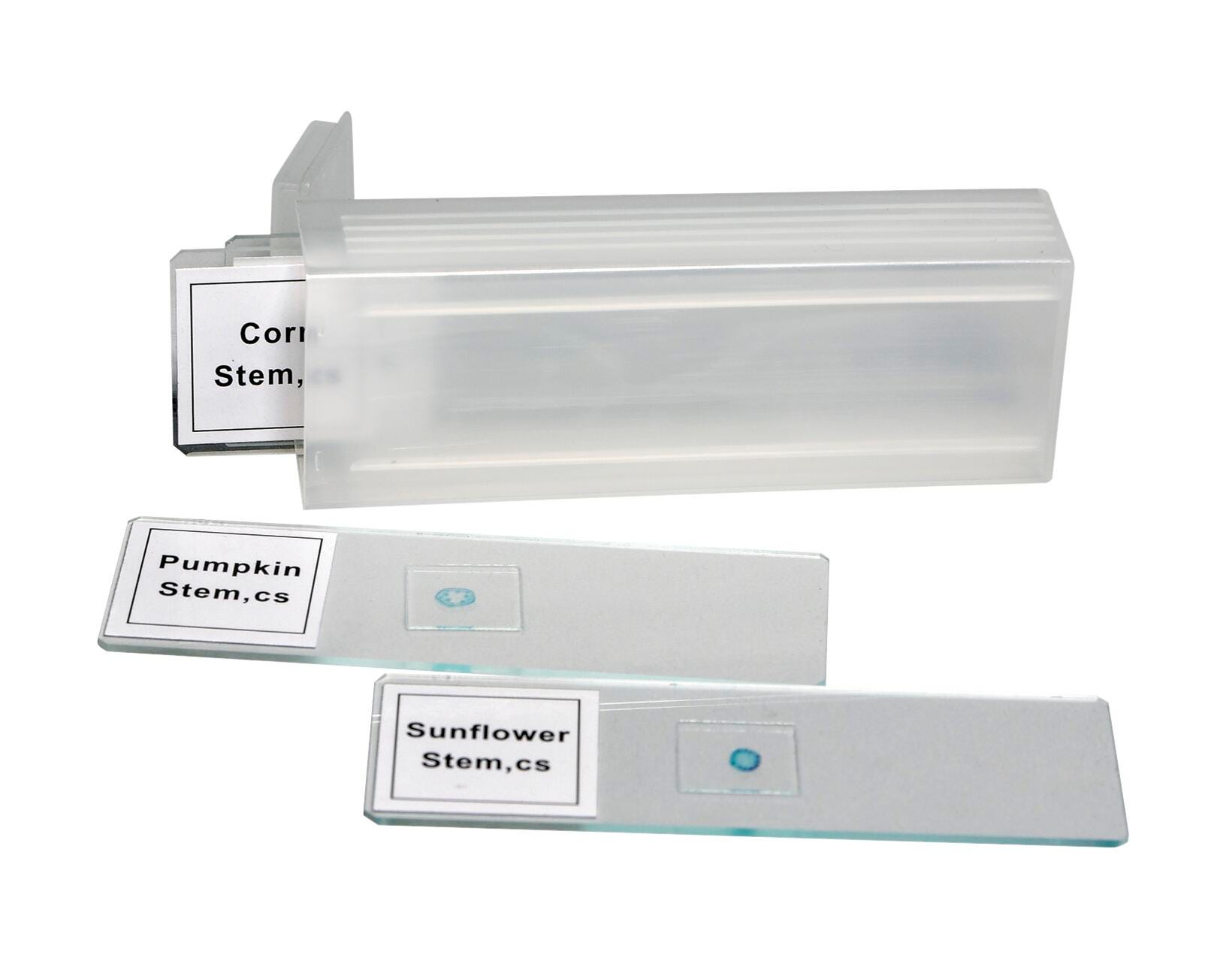 Frey Scientific Dicot Stem Microscope Slides, Set of 4, Item Number 70-1046