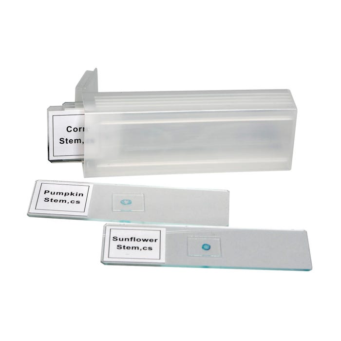 Frey Scientific Dicot Stem Microscope Slides, Set of 4