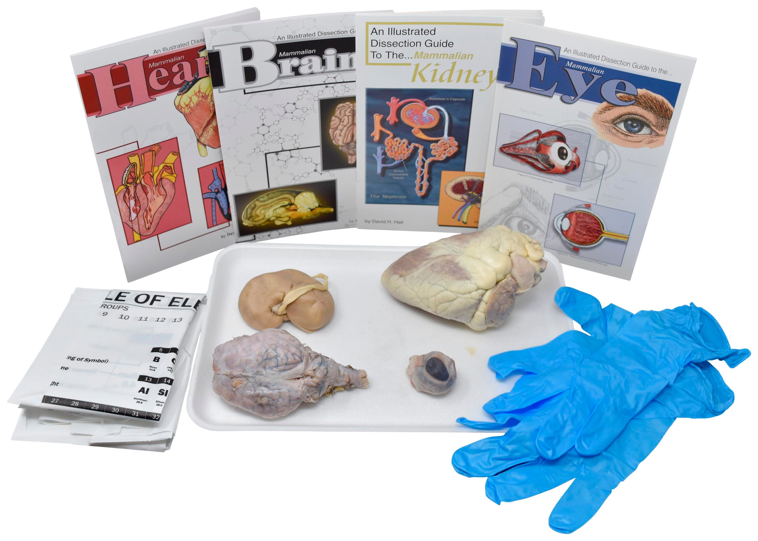 Frey Choice Dissection Kit - Comparative Mammalian Organ Set without Dissection Tools, Item Number 2041265