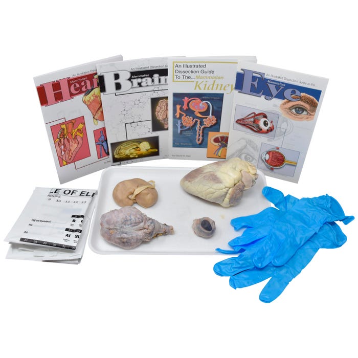 Frey Scientific Choice Mammalian Organs Anatomy Dissection Kit without Dissection Tools