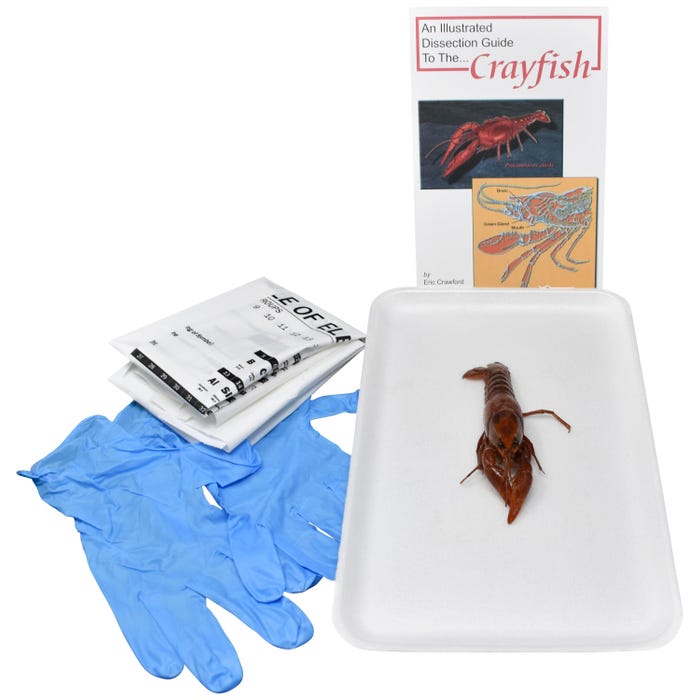 Frey Scientific Choice Preserved Crayfish Dissection Kit without Dissection Tools, 4+ Inches