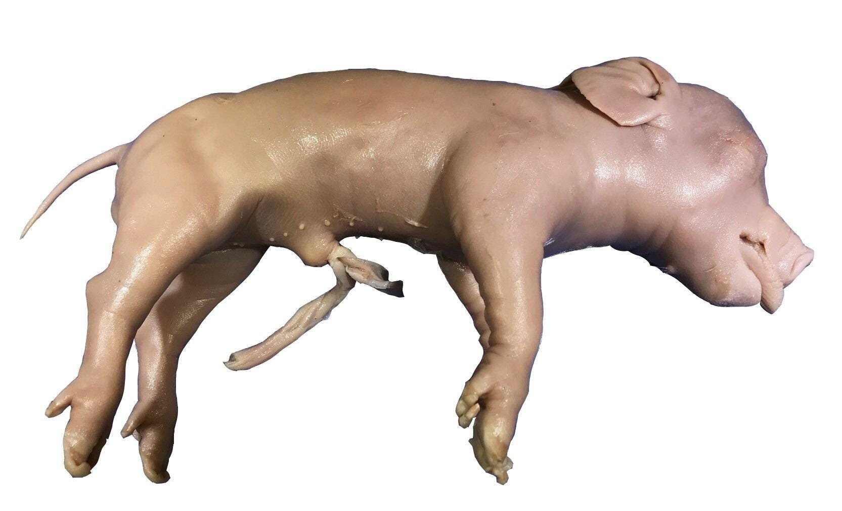 Nebraska Scientific Preserved Fetal Dissection Pig, Plain, 14 Plus Inches, Vacuum Sealed
