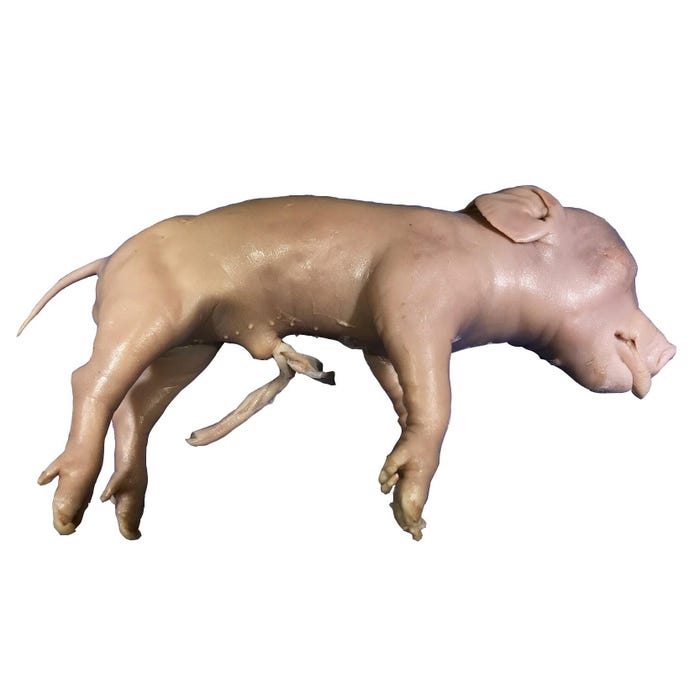 Nebraska Scientific Preserved Fetal Dissection Pig, Plain, 14 Plus Inches, Vacuum Sealed
