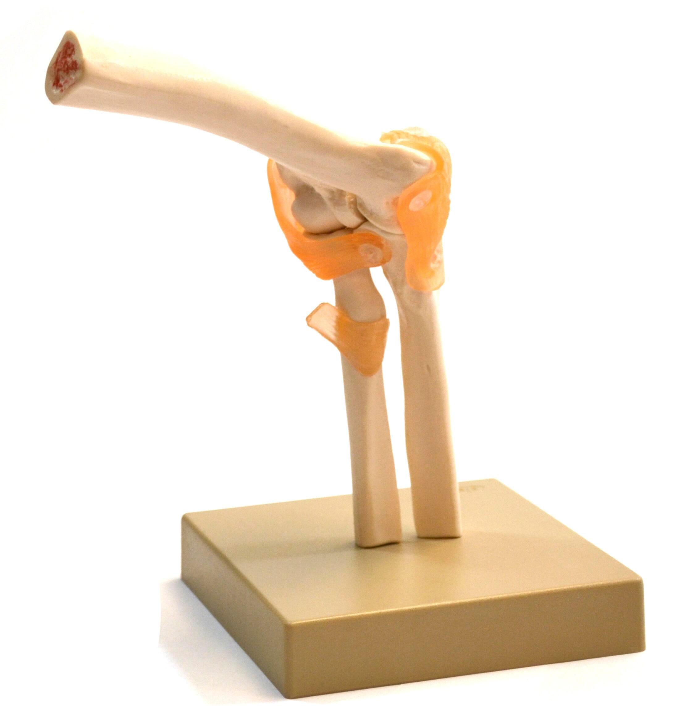 EISCO Elbow Joint Model