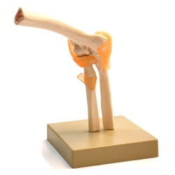 EISCO Elbow Joint Model