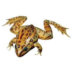 Frey Choice Preserved Grass Frogs, 5+ Inches, Pack of 10, Item Number 597135