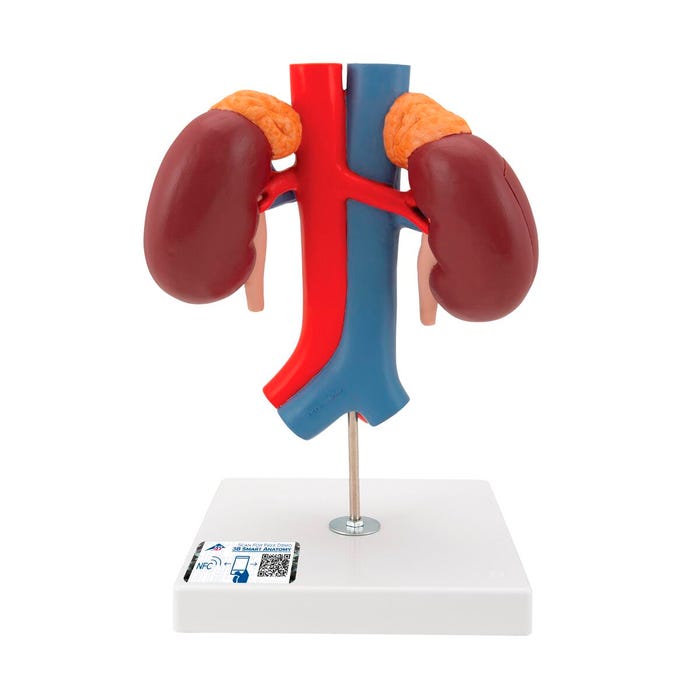 3B Scientific Human Kidney Model with Vessels