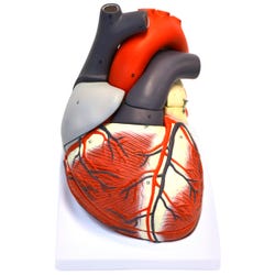 Lab and Anatomical Models, Item Number 2011736