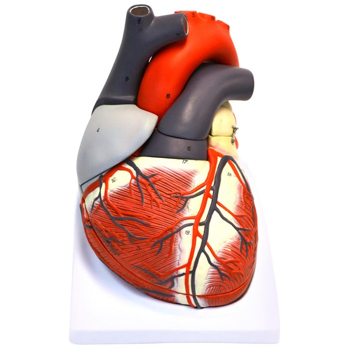 Eisco Labs Giant Human Heart Model