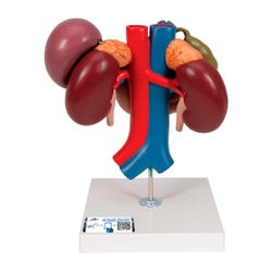 3B Scientific Kidneys with Rear Organs of Upper Abdomen, Item Number 2091088