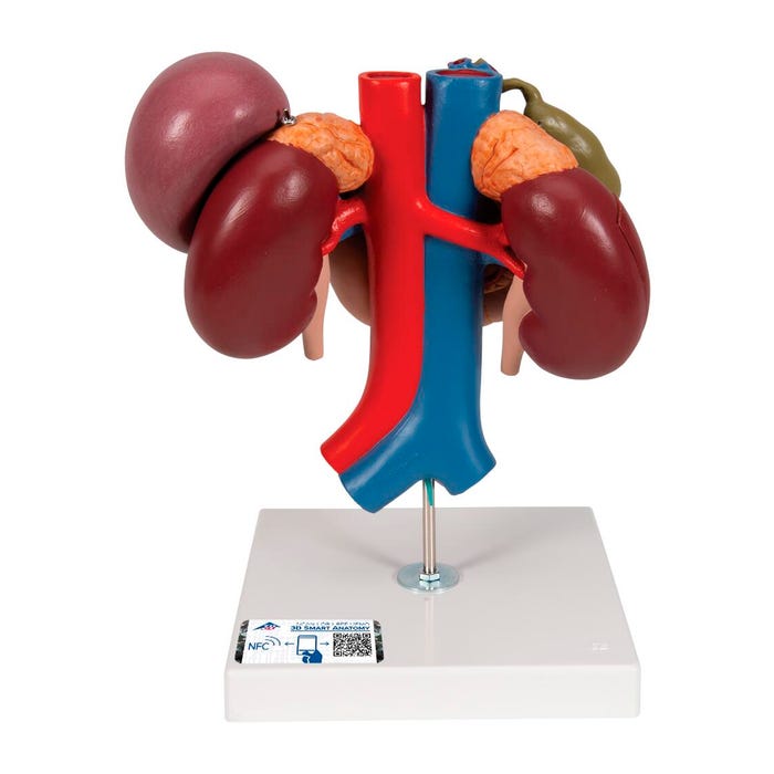 3B Scientific Human Kidney Model with Rear Organs of Upper Abdomen