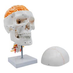 Eisco Labs Numbered Skull Model, 3D Brain, Cervical Vertebrae, Natural Size
