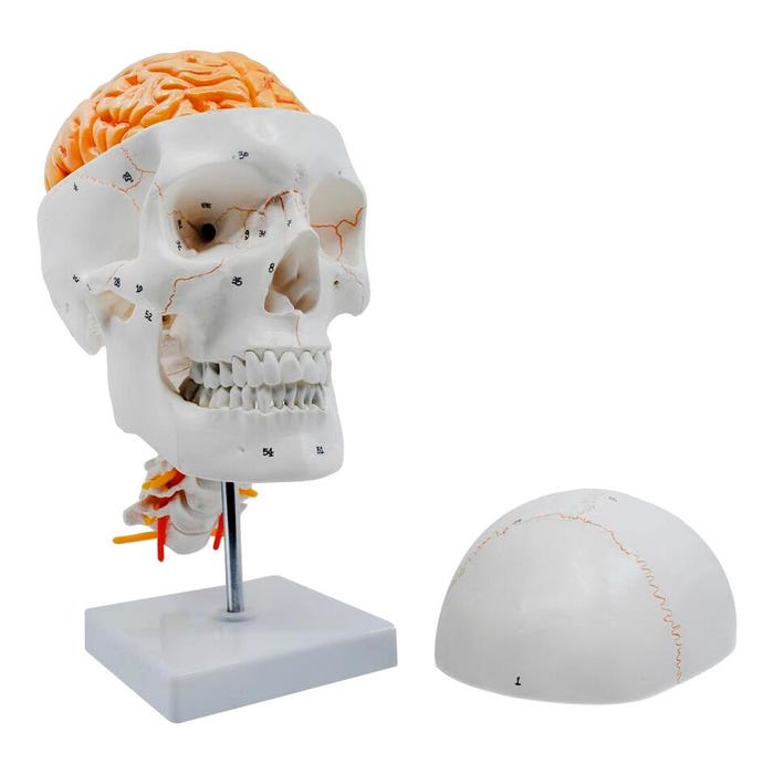 Eisco Labs Numbered Skull Model, 3D Brain, Cervical Vertebrae, Natural Size