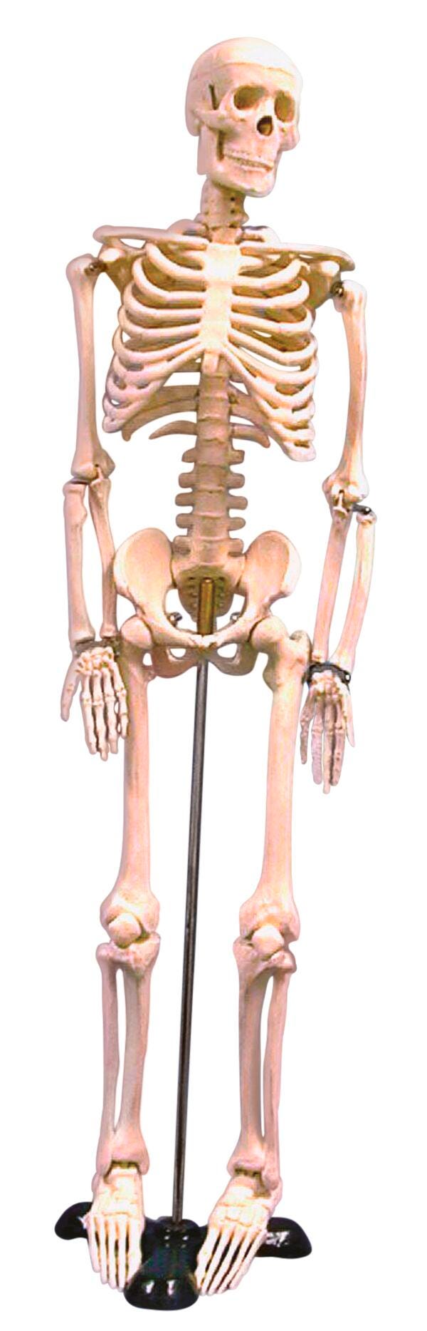 United Scientific Human Skeleton Model, 85 Centimeters, Item Number 2094438