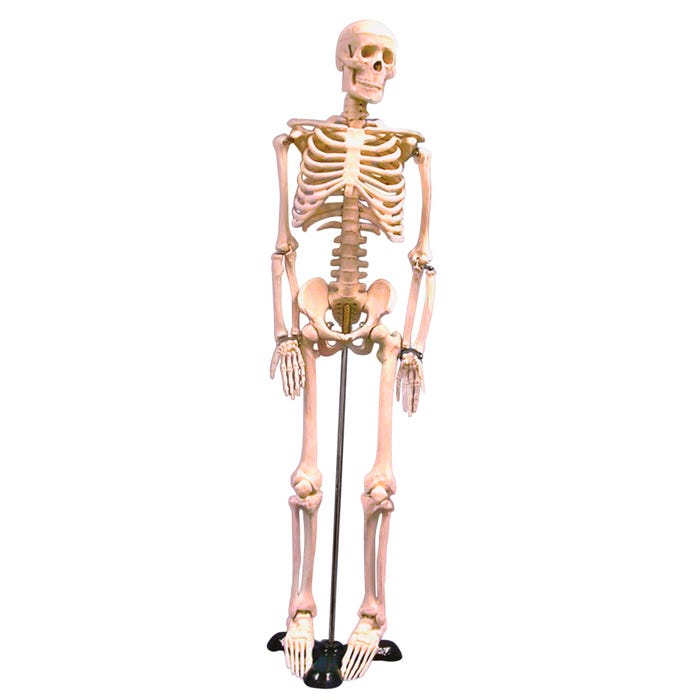 United Scientific Human Skeleton Model, 85 Centimeters