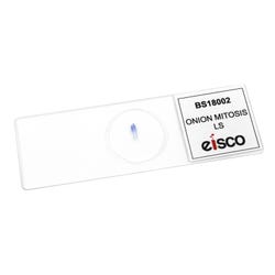 Onion Prepared Microscope Slide, Pack of 8, Item Number 2091821