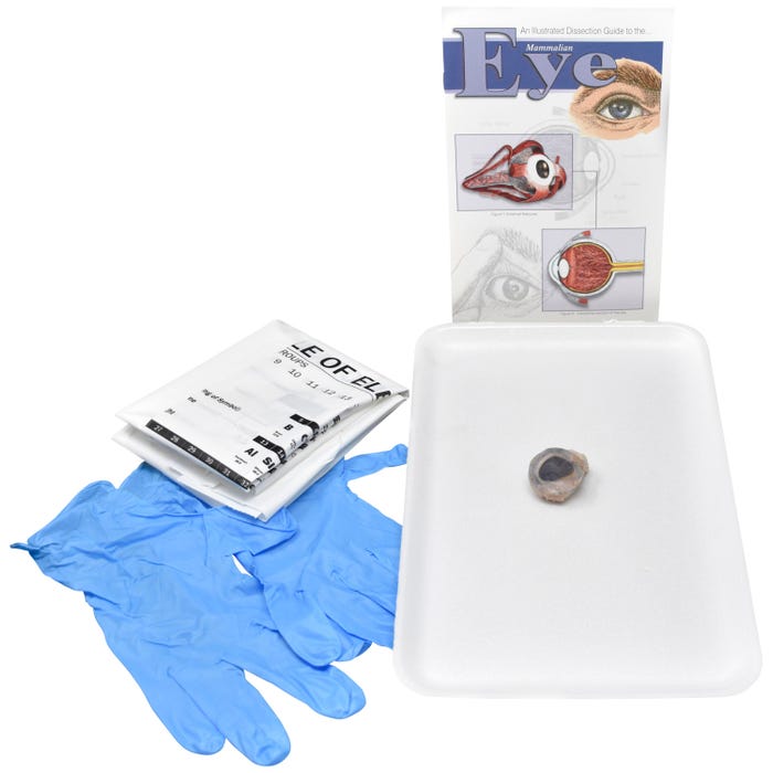 Frey Scientific Choice Preserved Sheep Eyes without Dissection Tools