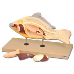 Lab and Anatomical Models, Item Number 1457415