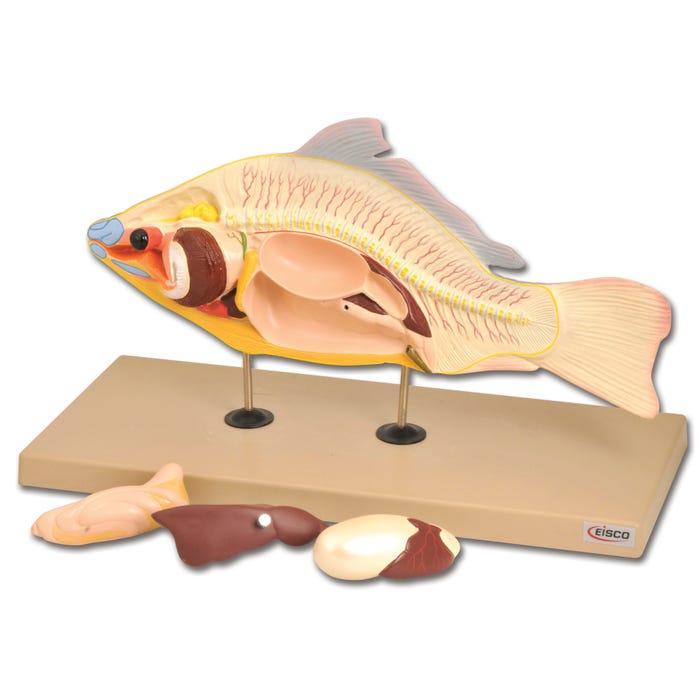 Eisco Fish Model - Carp - Life Size - 4 Parts