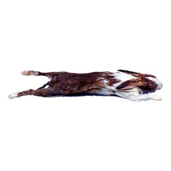 Frey Scientific Choice Double Injected Skinned Preserved Rabbit, Item Number 532255