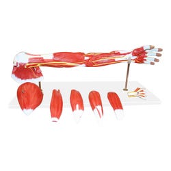 Walter Products Muscles of Human Arm Model, 7 Parts