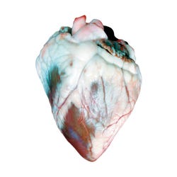 Frey Scientific Choice Preserved Sheep Heart, Vacuum Sealed