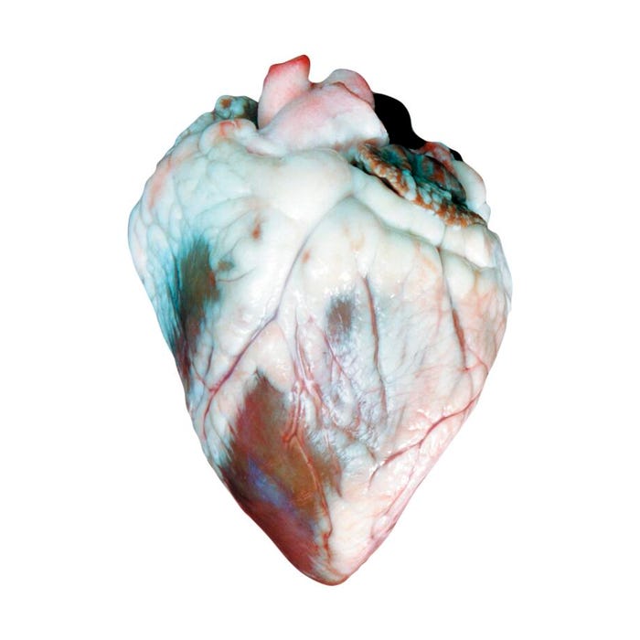 Frey Scientific Choice Preserved Sheep Heart, Vacuum Sealed