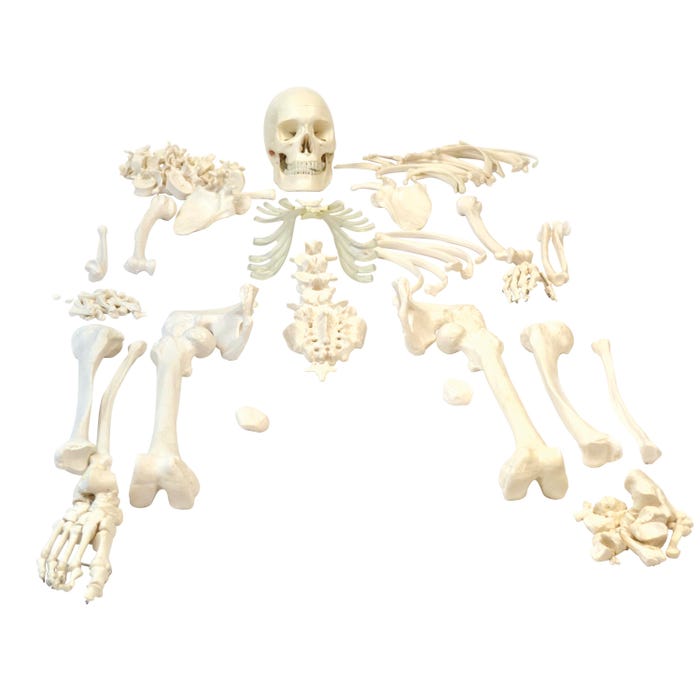 Eisco Labs Disarticulated Human Skeleton