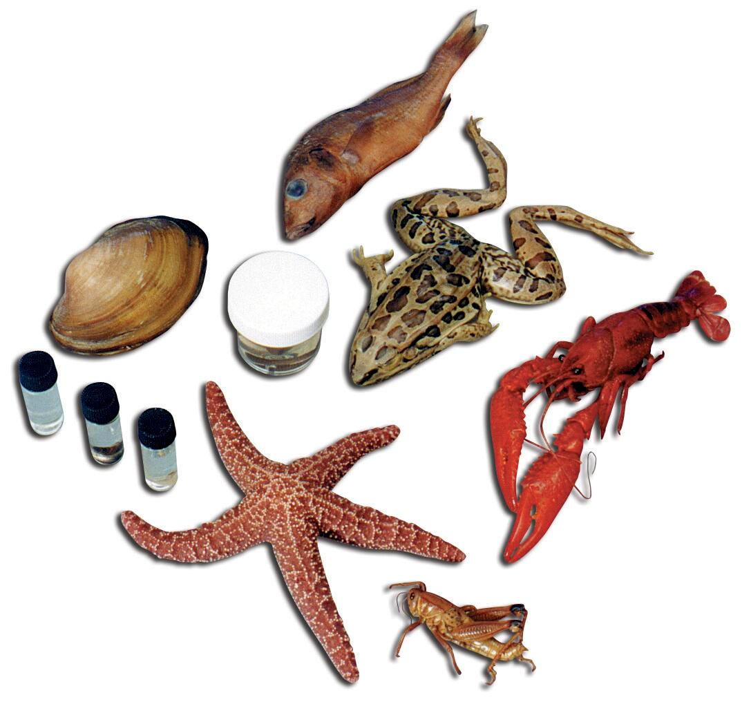 Frey Choice Dissection Survey Student Pack - Medium Size - 10 Each of 12 Specimens, Item Number 596856