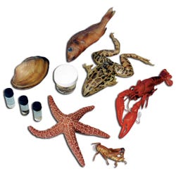 Frey Choice Dissection Survey Student Pack - Medium Size - 10 Each of 12 Specimens, Item Number 596856