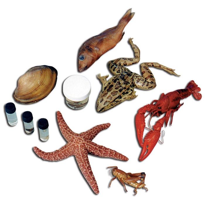 Frey Scientific Choice Medium Specimen Classroom Pack, 10 Each of 12 Specimens