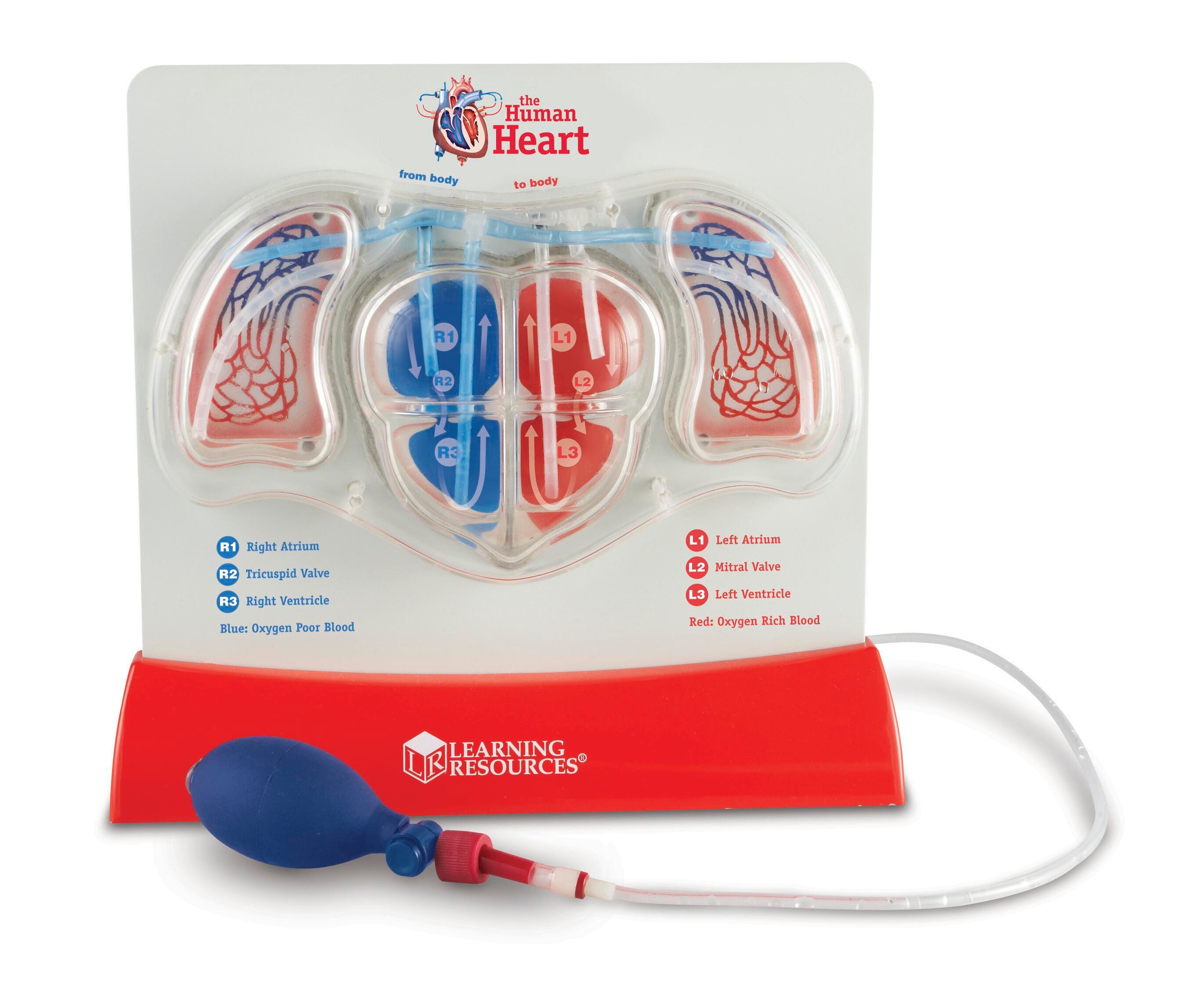 Learning Resources Pumping Heart Model 1370880