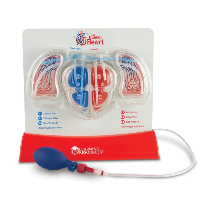 Learning Resources Pumping Heart Model