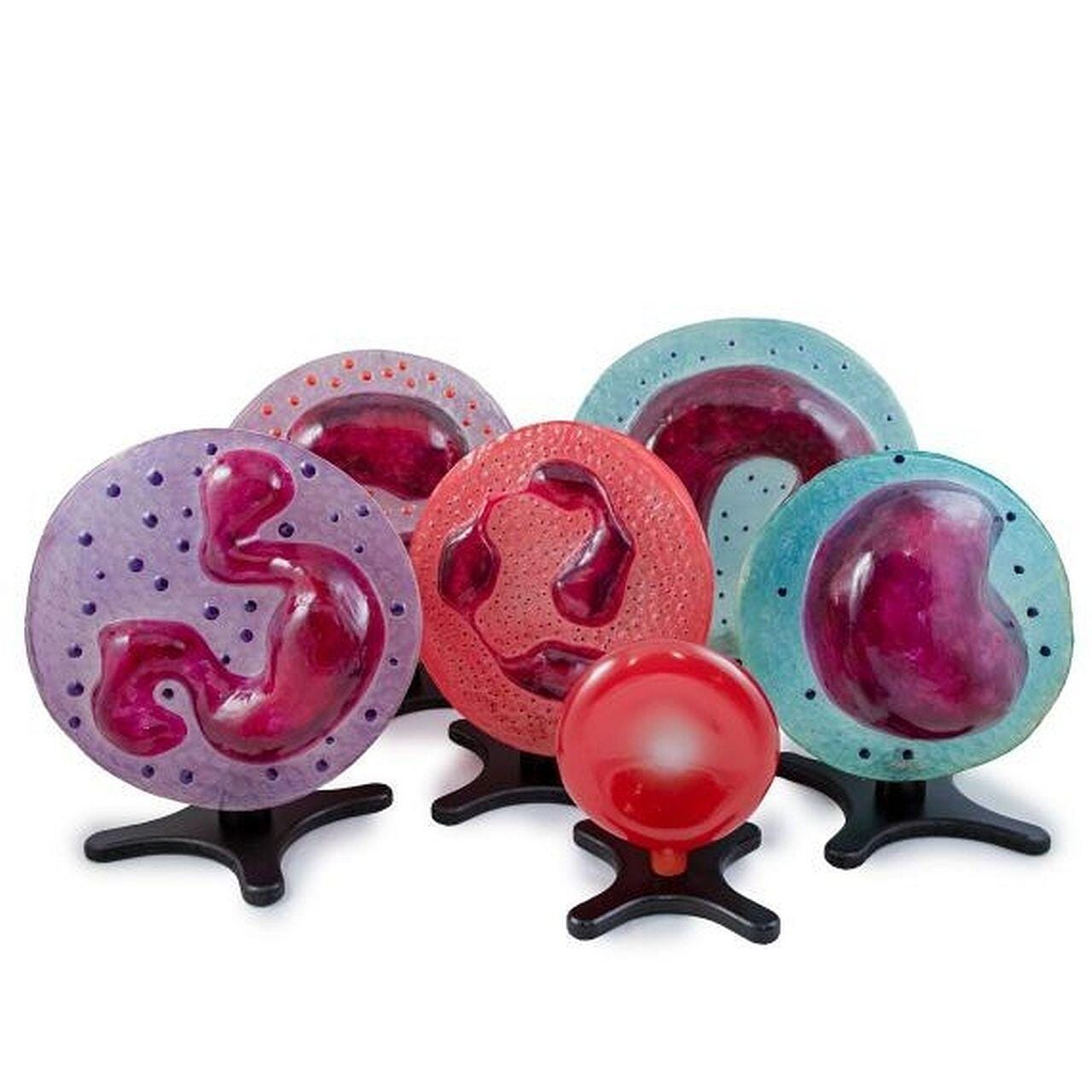 Science First Human Blood Cell Models, Set of 6