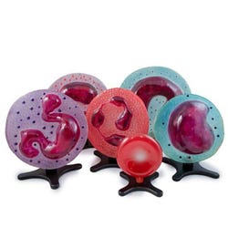 Science First Human Blood Cell Models, Set of 6